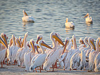 Тысячи голодных пеликанов разоряют фермерские хозяйства в Израиле