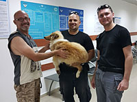 Полиция разыскала щенка колли, похищенного у жителя Кирьят-Яма