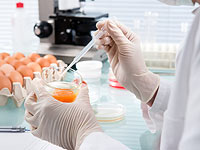 Японские ученые выводят лекарства в куриных яйцах