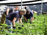 8 жителей Тель-Авива задержали с тонной марихуаны на 50 миллионов шекелей