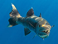 На эйлатском пляже на Красном море большая рыба искусала женщину