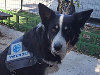 Полицейская дворняга Спиди помогла задержать наркодилера