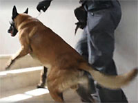 Проводится обыск в доме террориста, предпринявшего попытку нападения в Гуш-Эционе