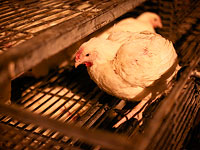 Изъяты 600 кур, предназначенных для обряда