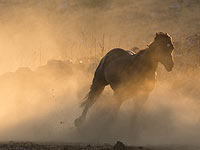 В Галилее мужчина получил тяжелые травмы в результате падения с лошади