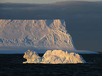 В Арктике обнаружен новый вид членистоногих, который назвали 