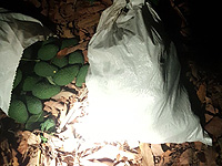 В Западной Галилее предотвращена кража десятков килограммов авокадо