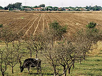 В региональном совете Эмек-Хефер пройдет забастовка против строительства аэропорта