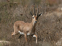 Управление природы и парков: популяция газелей находится под угрозой