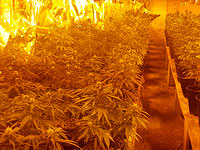 В промзоне Афулы обнаружили лабораторию по выращиванию конопли