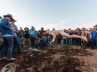 Deniliquin Ute Muster: 