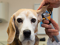 Сенсация интернета: в ухе щенка обнаружен профиль Трампа