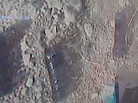 В поселке Барта пограничники обнаружили тайник со взрывными устройствами