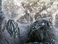 Заколдованный лес под Иерусалимом: паутина, сотканная миллионами пауков