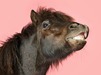 Беженец из Сирии арестован в Берлине за изнасилование пони