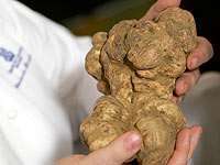 В Италии 850 граммов трюфелей продали за 75 тысяч евро