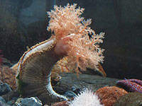 Ученые: препарат из кукумарии может убивать раковые клетки
