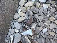 Число жертв землетрясения на границе Ирана и Ирака превысило 400 человек