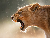 В Африке на главу израильской организации ЗАКА напала львица