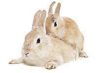 Польский минздрав призвал граждан размножаться по примеру кроликов
