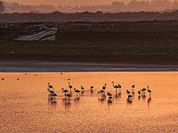 Розовые фламинго в Изреэльской долине. Фоторепортаж