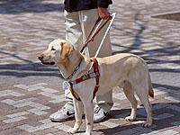 Слепому англичанину, ехавшему в поезде,  велели сесть на пол