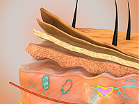 Ученые впервые пересадили ребенку генетически модифицированную кожную ткань
