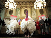 Индейки для президента Трампа: для помилования и под нож. Фоторепортаж
