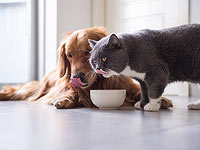 Домашние животные в жизни русскоязычных израильтян. Новый опрос NEWSru.co.il