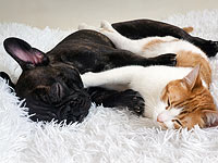 Ученые: собаки умнее кошек