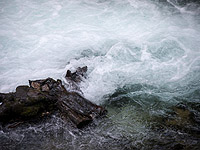 Ручей Бецет в Западной Галилее загрязнен из-за массовой гибели рыбы