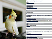 Домашние животные в жизни русскоязычных  израильтян.  Итоги опроса