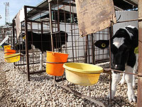 Кибуцное движение превратит 200 курятников и коровников в технологические теплицы