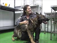 В Израиль из Чехии доставлены 20 служебных собак для нужд полиции и таможни