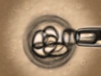 Четыре израильско-британских проекта в сфере стволовых клеток получили госфинансирование