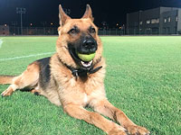 Пес Бен помог обнаружить оружие в Тайбе