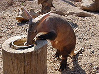 В результате пожара в лондонском зоопарке погиб трубкозуб Миша