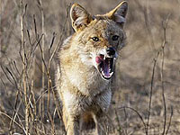 Минздрав: в Йокнеаме пойман шакал, зараженный бешенством