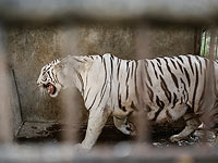 Кормление хищников в зоопарках. Комментарий эксперта после очередного
