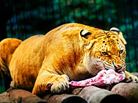 Зоопарки Дании опровергли слухи об использовании домашних животных для кормления хищников