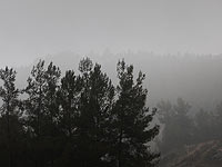 ККЛ просит не посещать леса Шфелы и побережья до конца года в связи с распылением инсектицидов