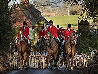 Вопреки запрету: традиционная охота в лесах Британии. Фоторепортаж