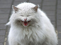 Рейс Киев – Анкара задержали в аэропорту из-за 