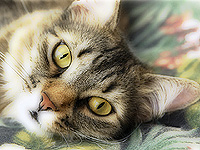 В Новочеркасске мужчина бросил кошку на эскалатор, что провести 