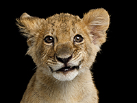 В аэропорту Пулково львенок, привезенный из Чечни, разгромил багажное отделение