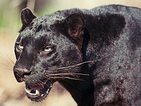 Пантера загрызла гражданина Украины в подмосковном частном зверинце