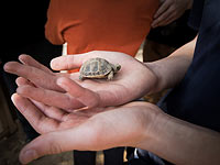 От черепах до хищников: 