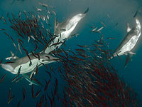 Громкие оргии мексиканских рыб оглушают дельфинов
