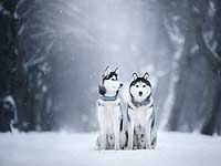 В Свердловской области собаки спасли подростков, заблудившихся в лесу