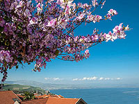 Израиль: волшебство цвета. Фотопейзажи Макса Шамоты